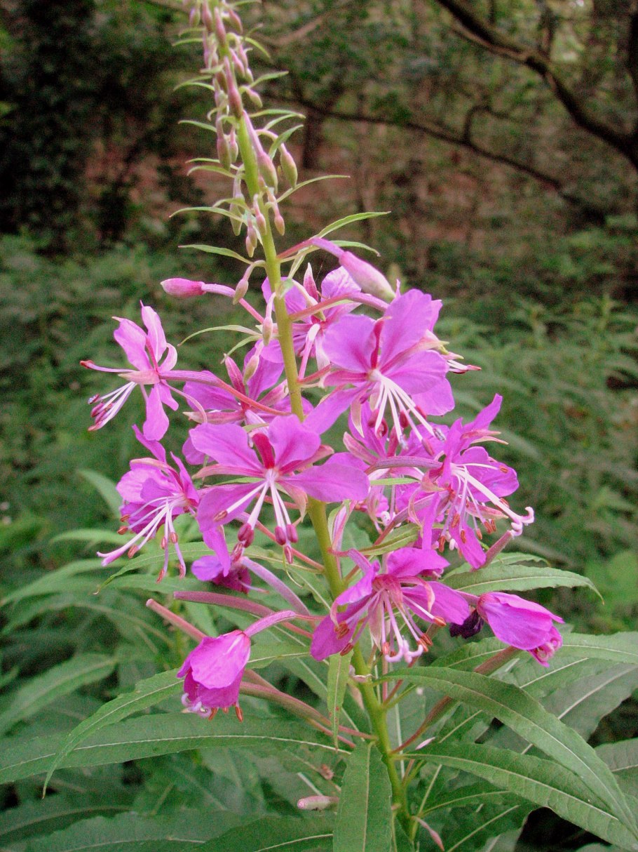 Кипрей узколистный Иван-чай