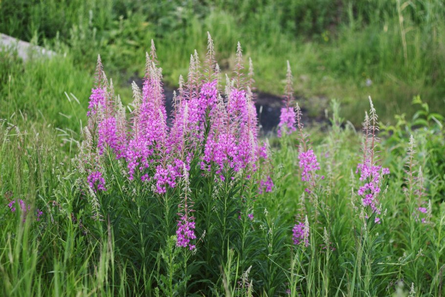 Кипрей узколистный