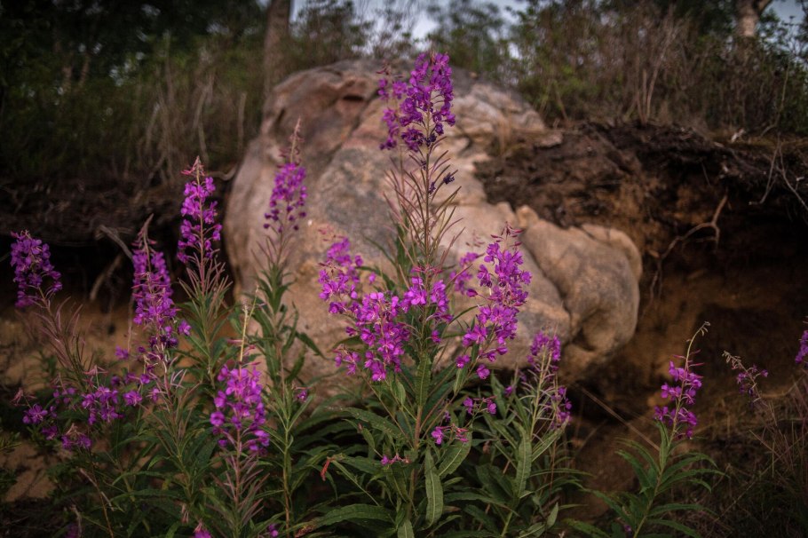 Кипрей узколистный Иван-чай