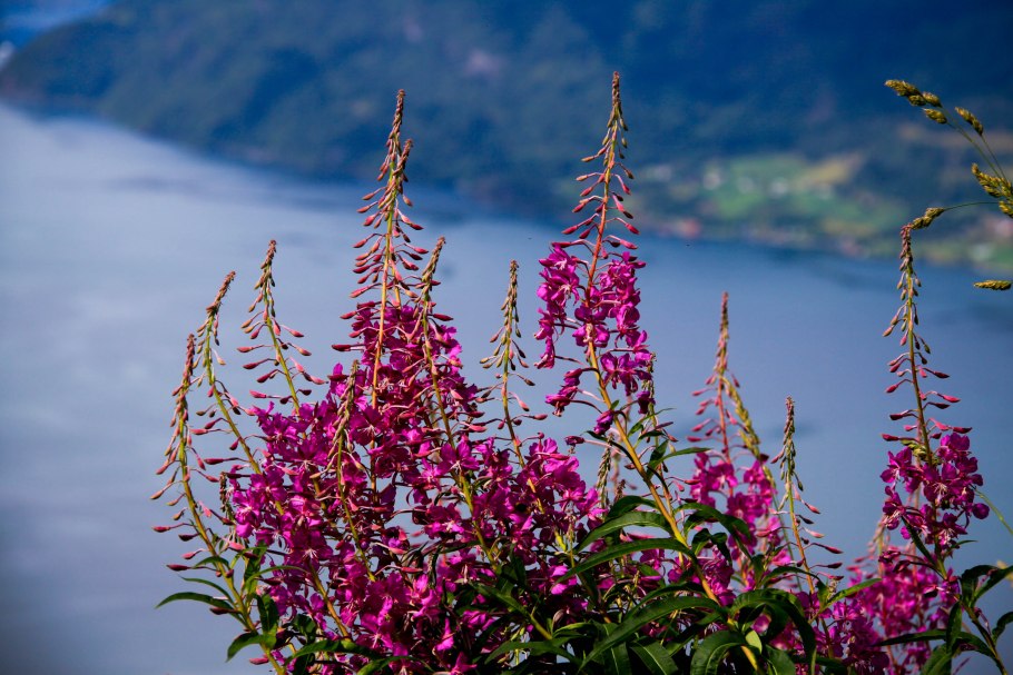 Целебный Иван-чай