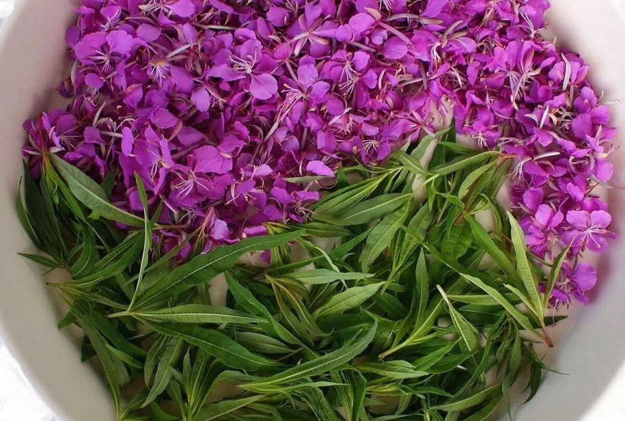 Кипрей дербенник