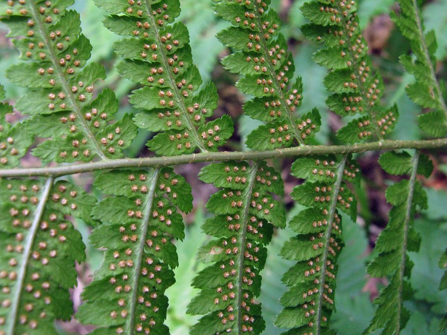 Щитовник dryopteris мужской filix-mas “barnesii”