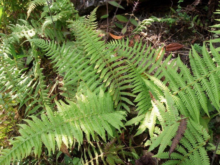 Папоротник Камчатский