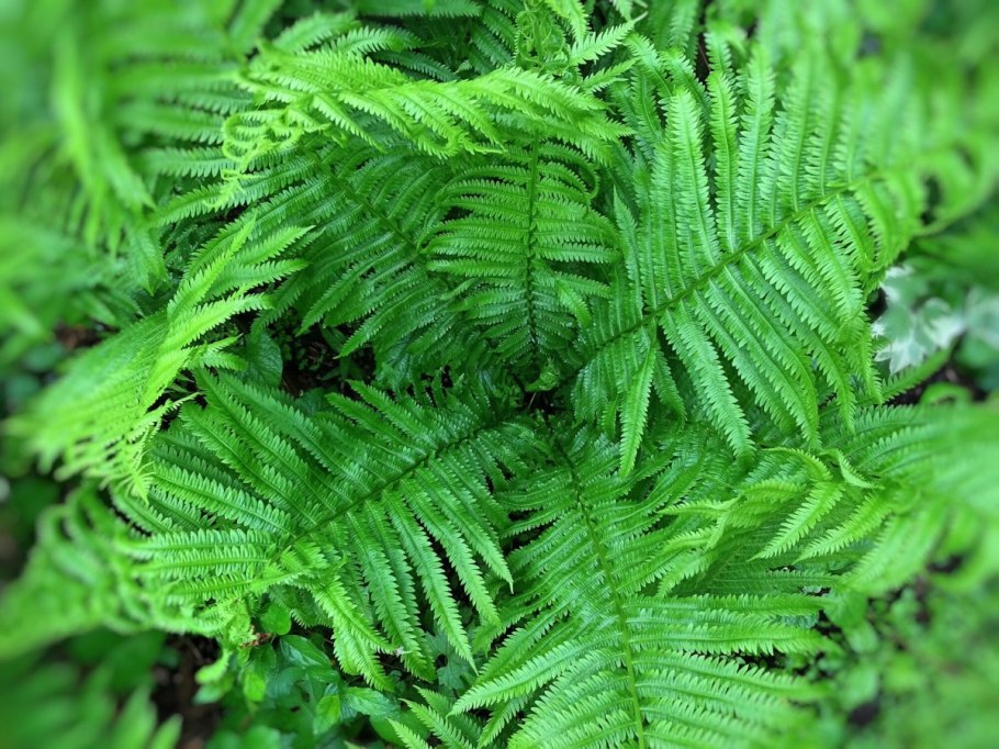Athyrium spicatum варенс