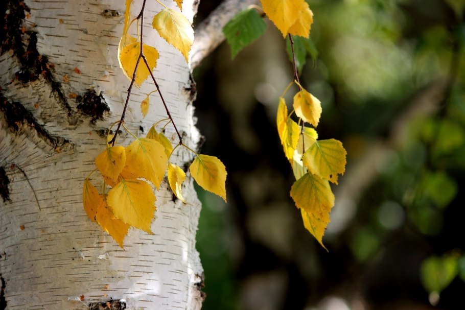 Береза желтая (Betula costata)
