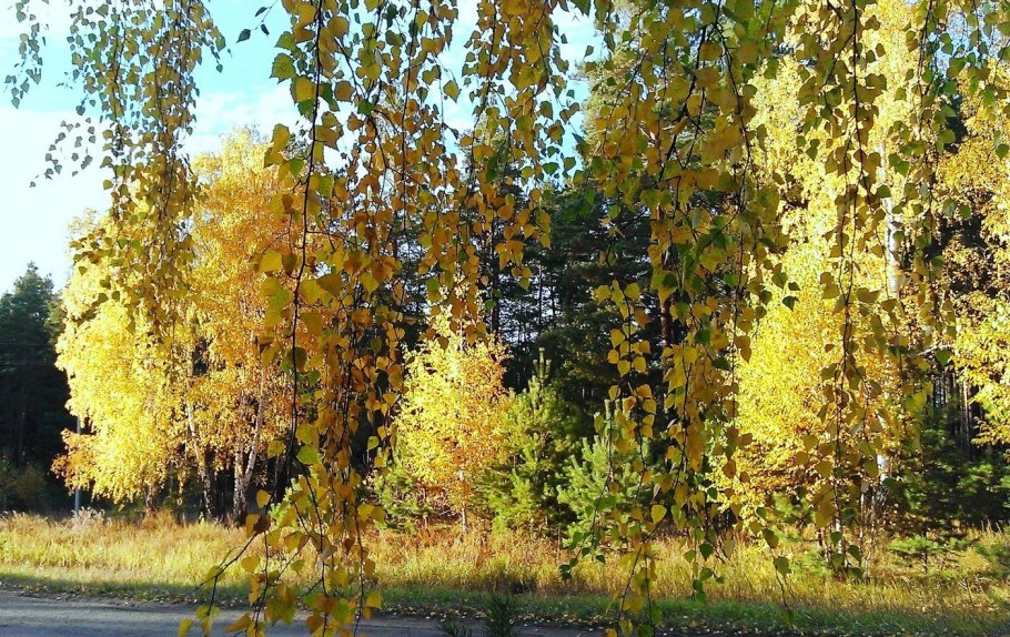 Береза бородавчатая осень