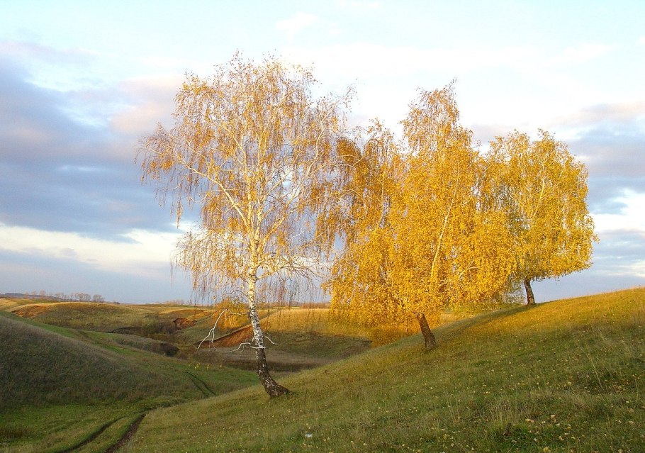 Дерево береза осенью