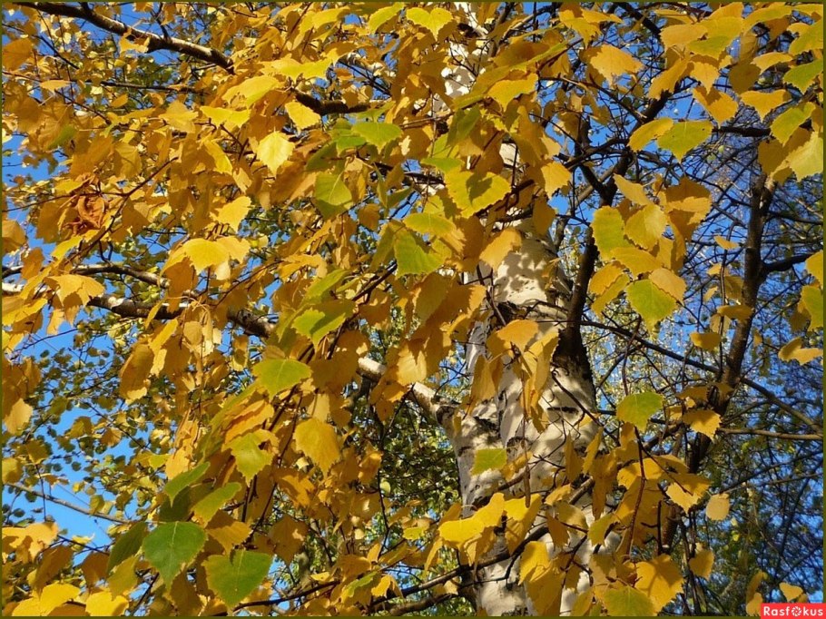 Ива Полярная, лиственница, береза