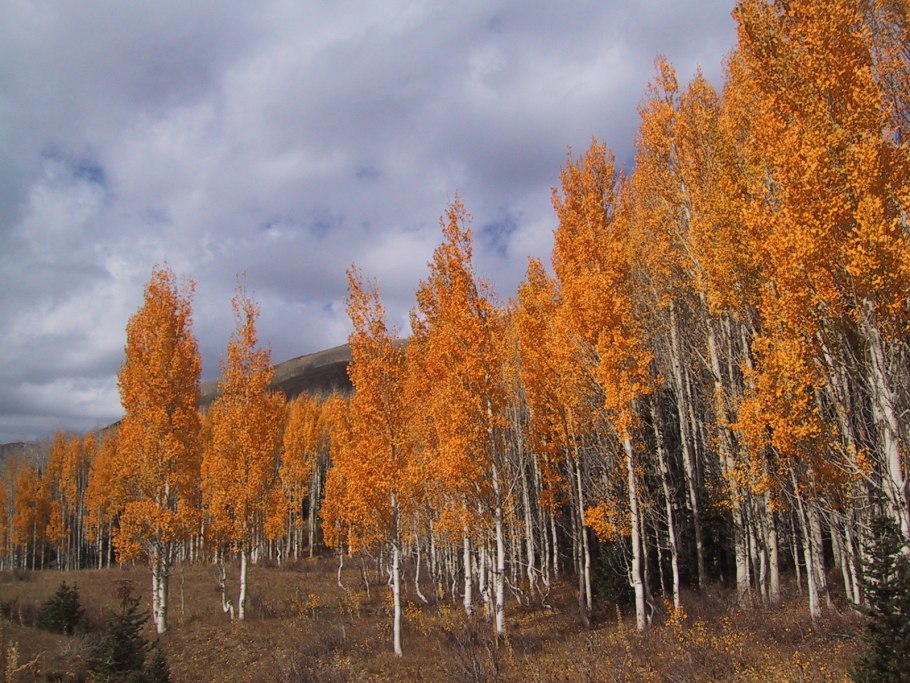 Осина Якутск осень