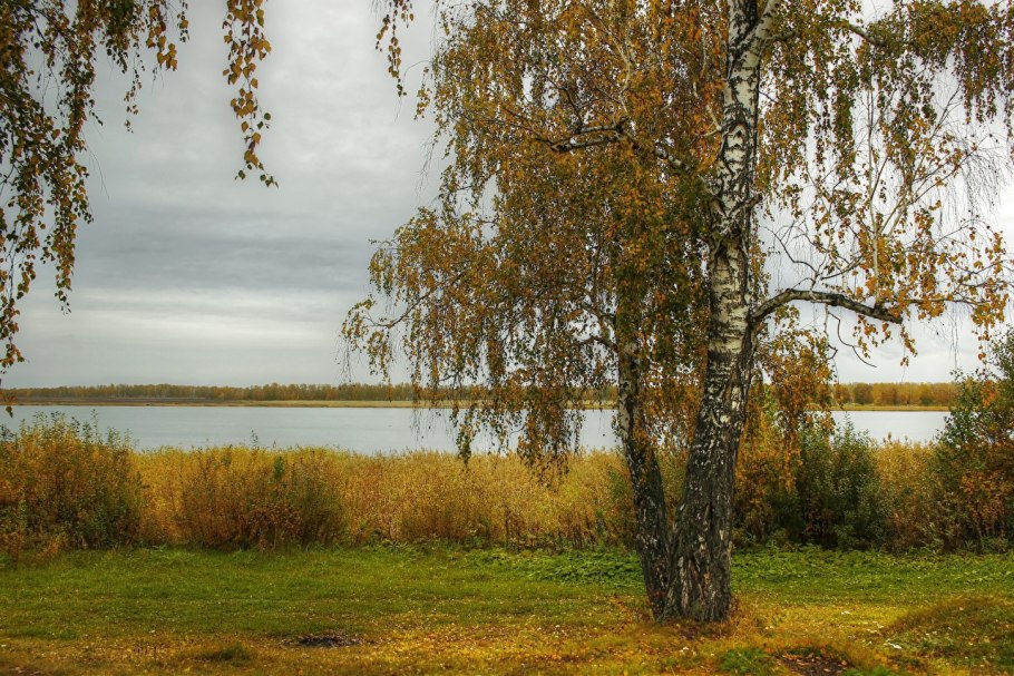 Береза поздняя осень