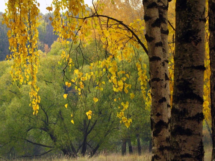 Осенний лес березы