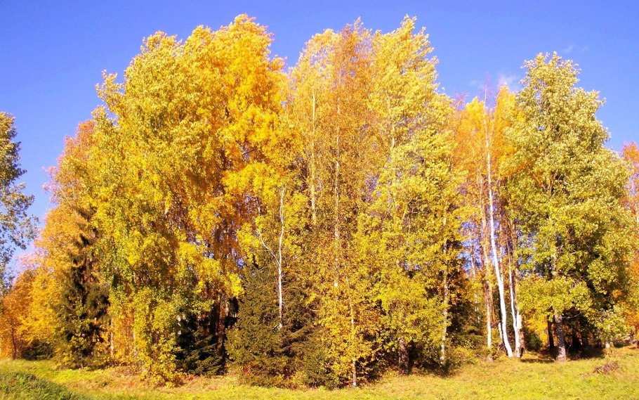 Береза Жакмона (Betula jacquemontii)