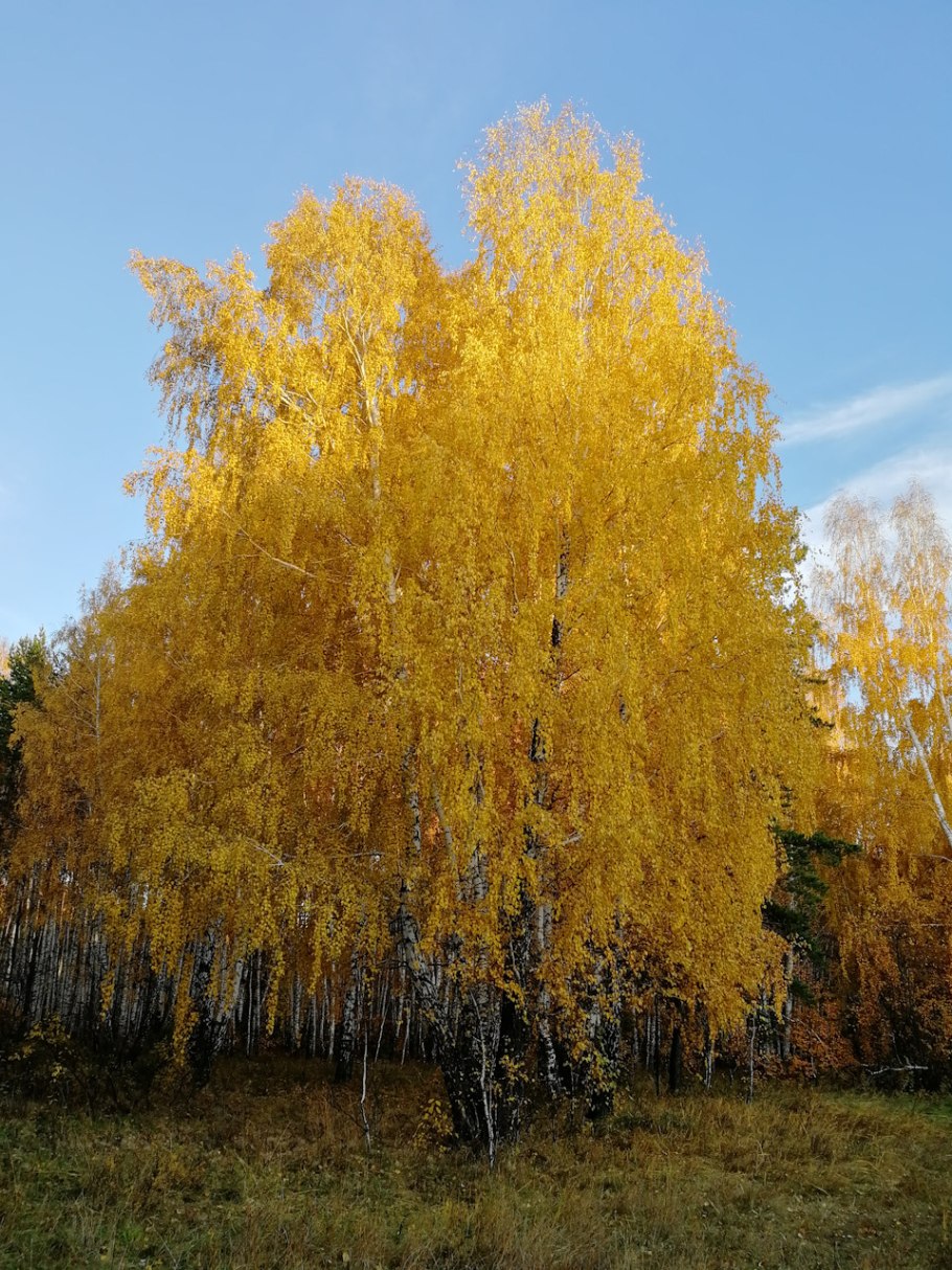 Осень березы