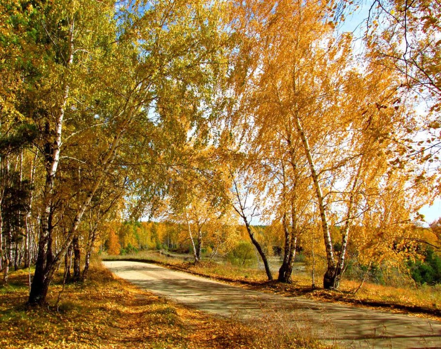 Берёза повислая