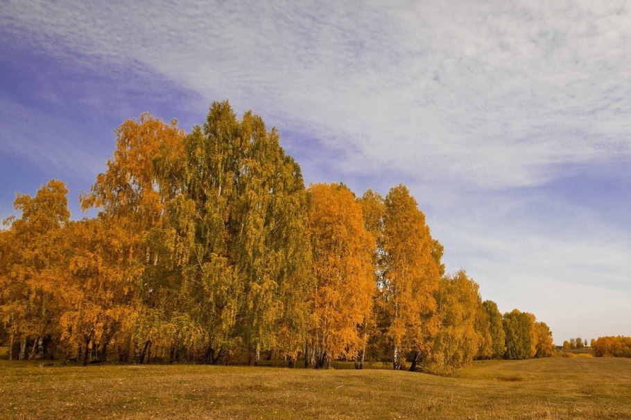 Береза повислая в лесу