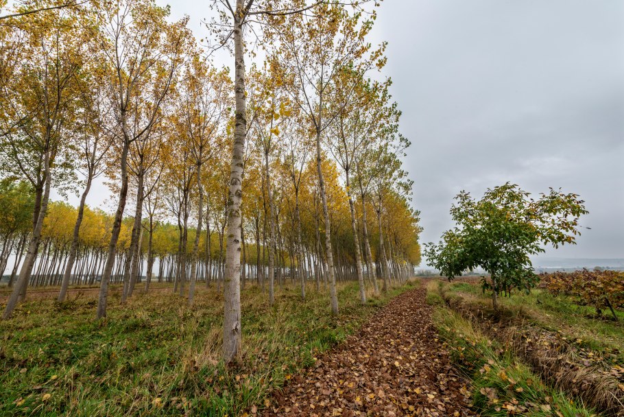 Широколиственный лес листопад