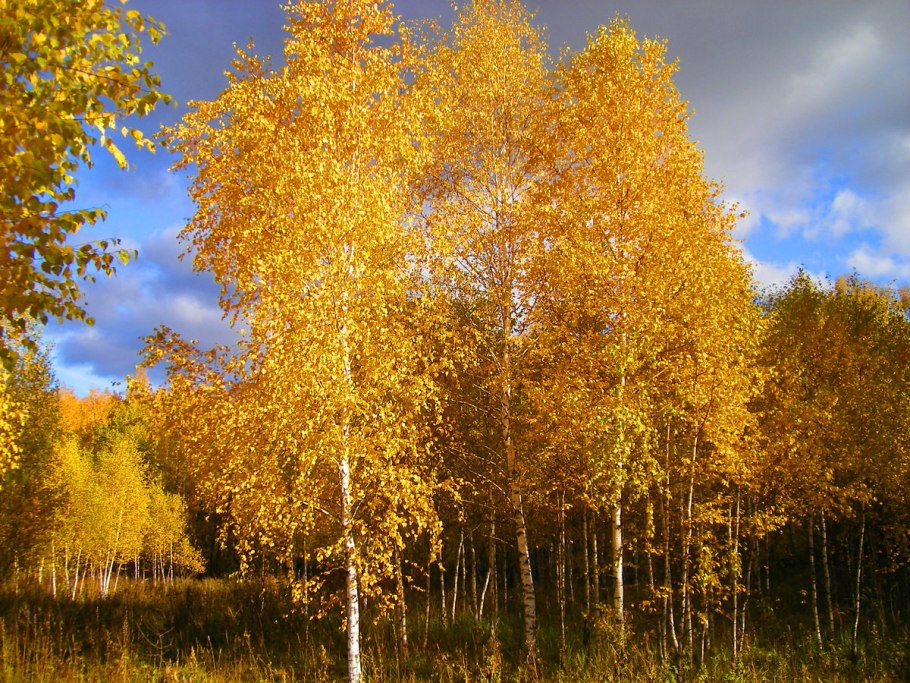 Осень в деревне с березой