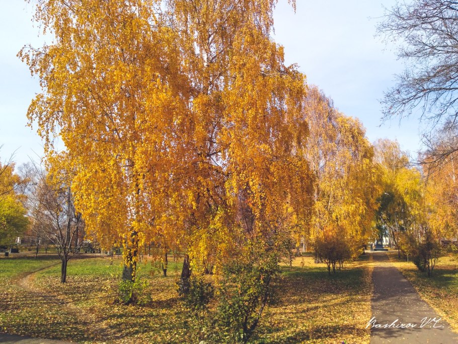 Береза бородавчатая осенью