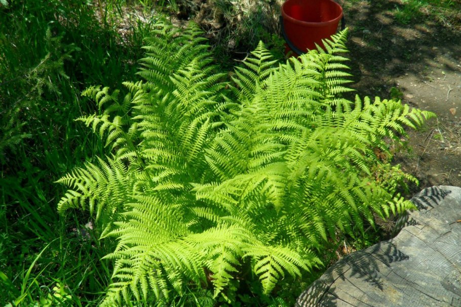Папоротник Athyrium filix-Femina