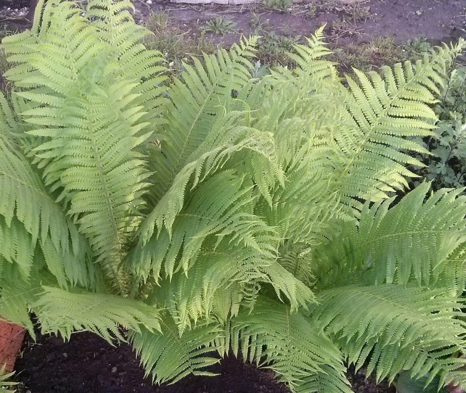 Dryopteris filix-mas