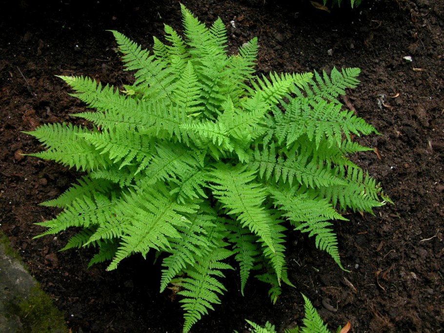Папоротник садовый кочедыжник