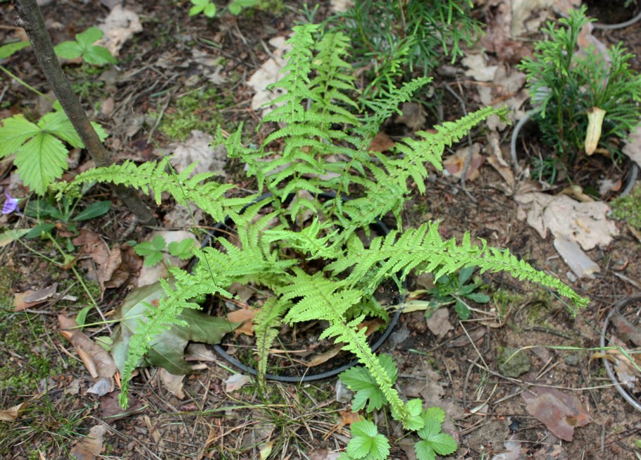 Папоротник Щитовник кочедыжник орляк