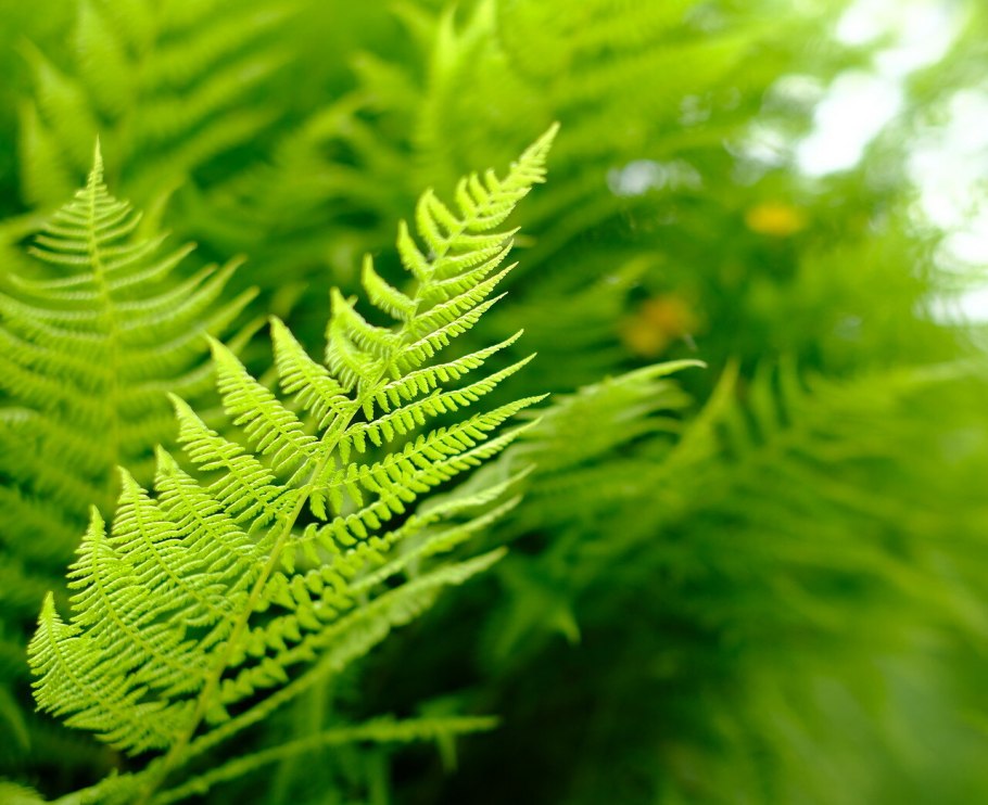 Многоножковые папоротники