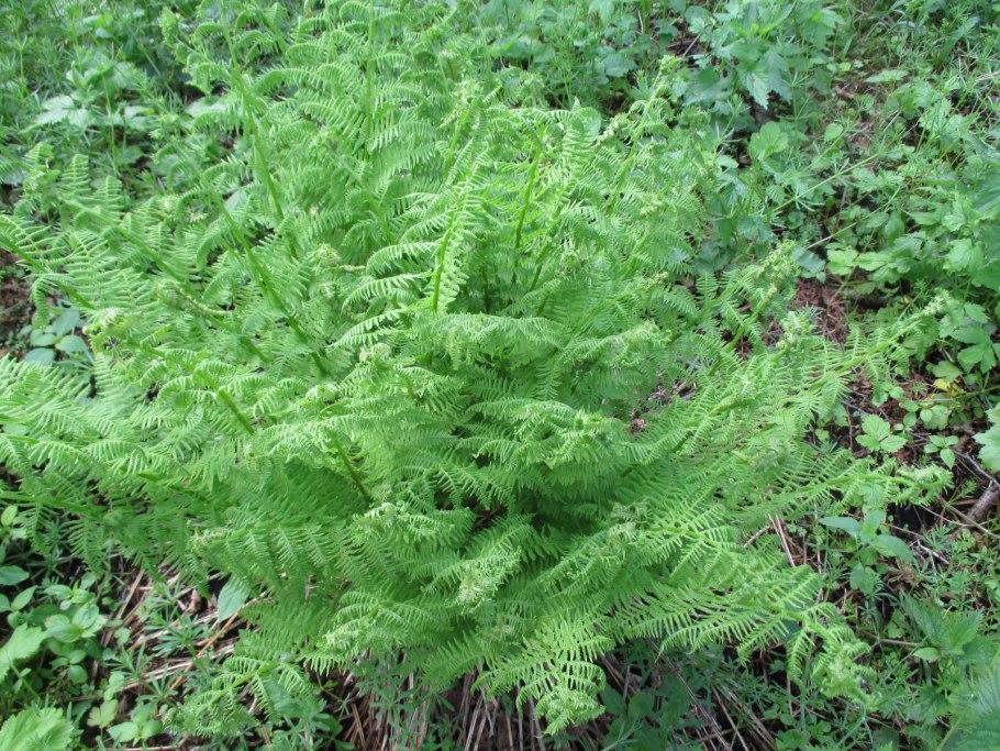 Папоротник Athyrium искусственный