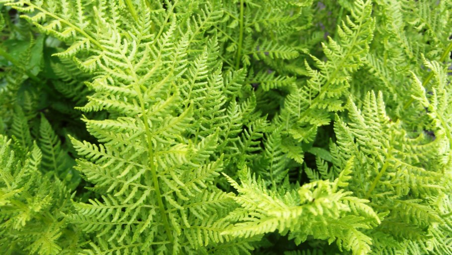 Папоротник Athyrium filix-Femina