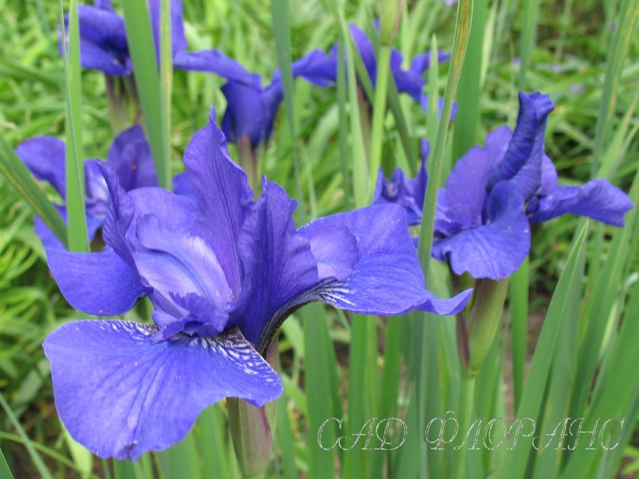 Ирис Сибирский Ридженси Бель