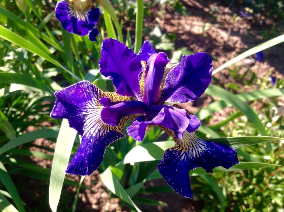 Ягоды ириса