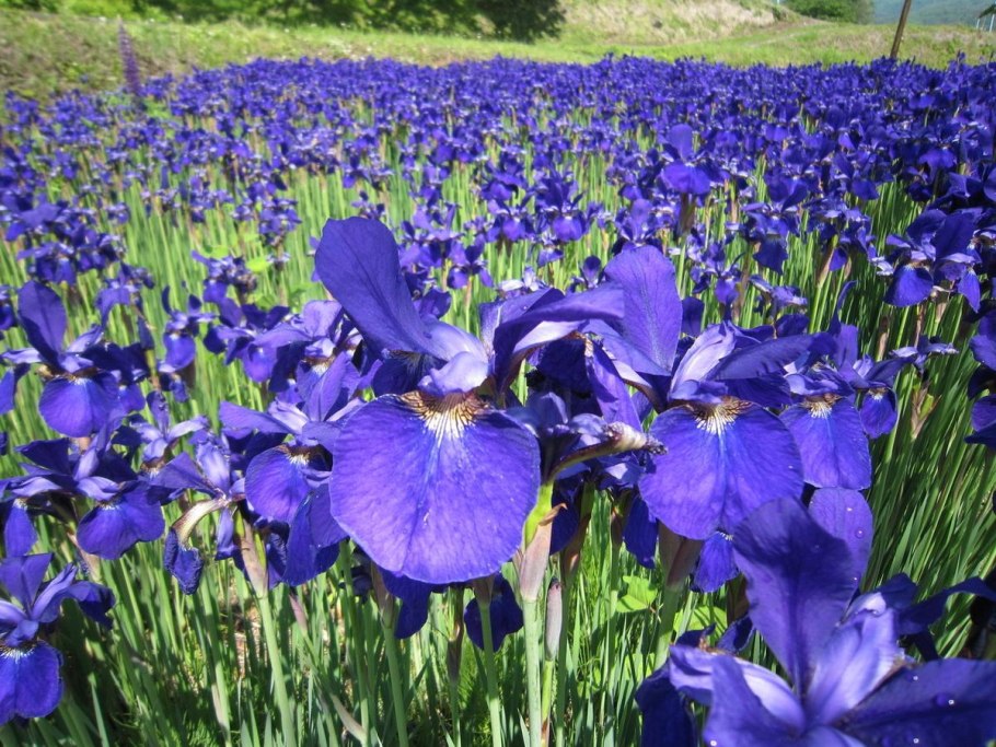 Ирис Сибирский banish Misfortune