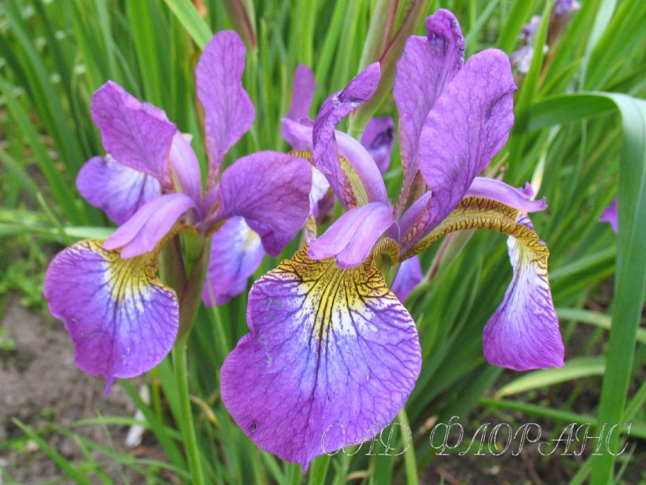 Iris sibirica ama no Hana