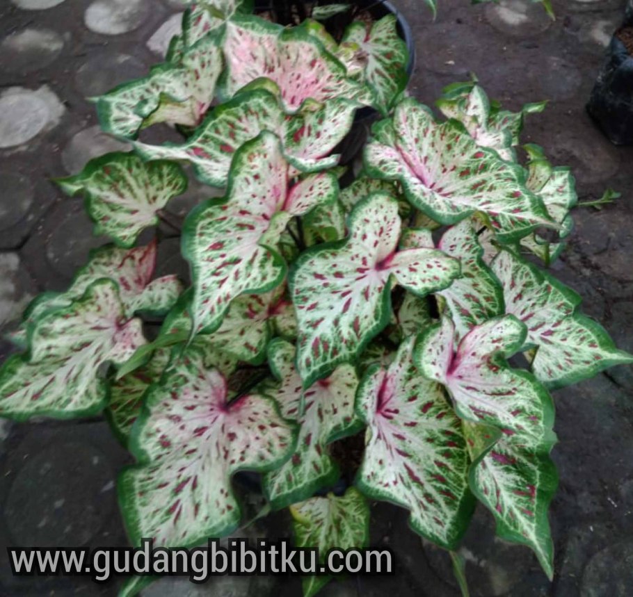 Каладиум Spring Fling