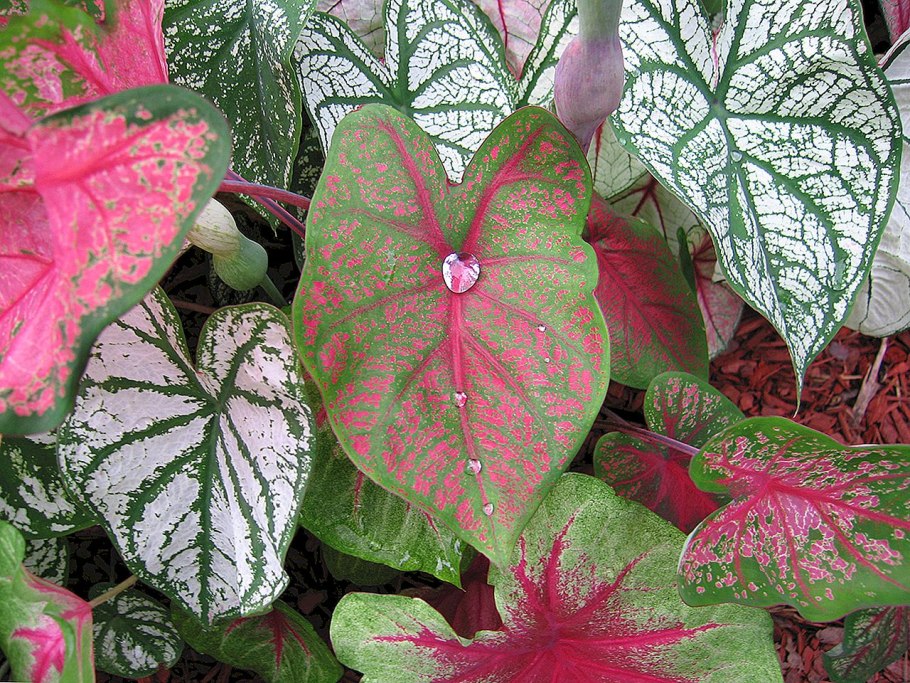 Каладиум черри блоссом