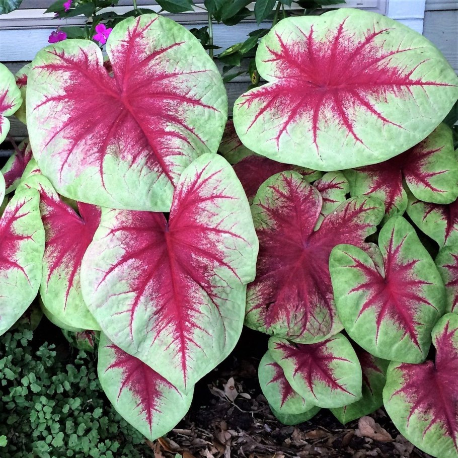 Caladium bicolor Fancy Leaf