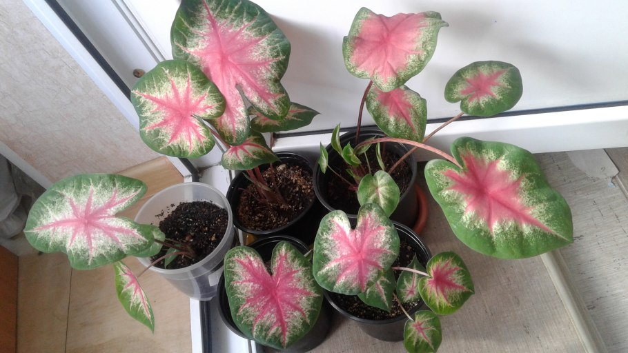 Каладиум tr 578m 113-50771