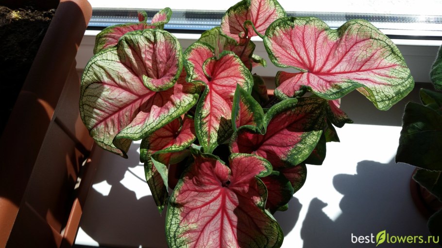 Каладиум цветок комнатный