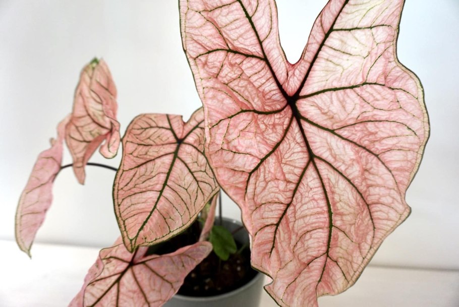 Каладиум Brandywine