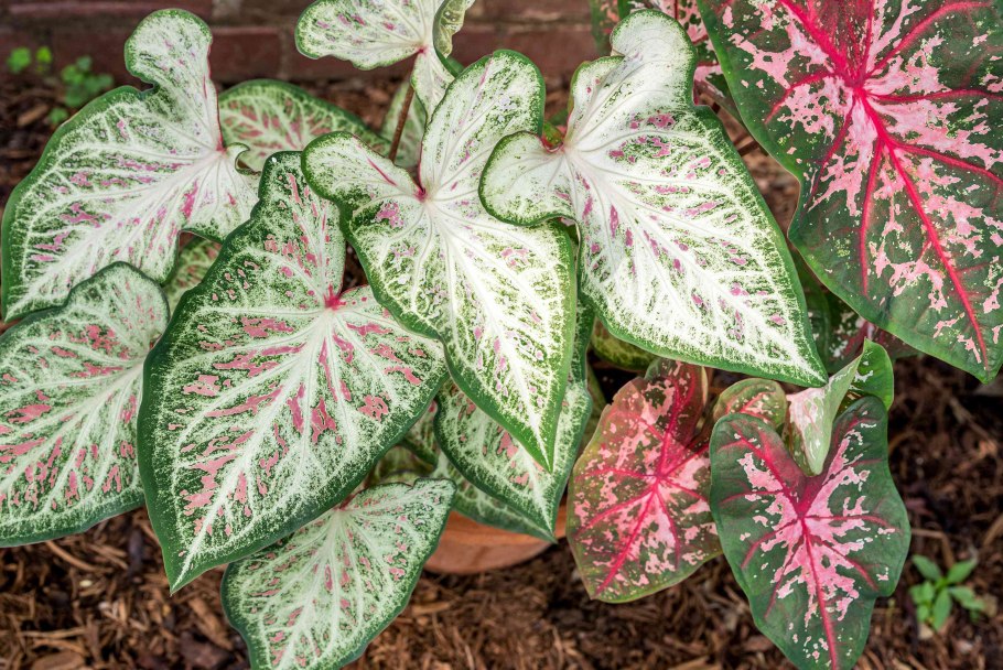 Caladium Kelly/каладиум Келли