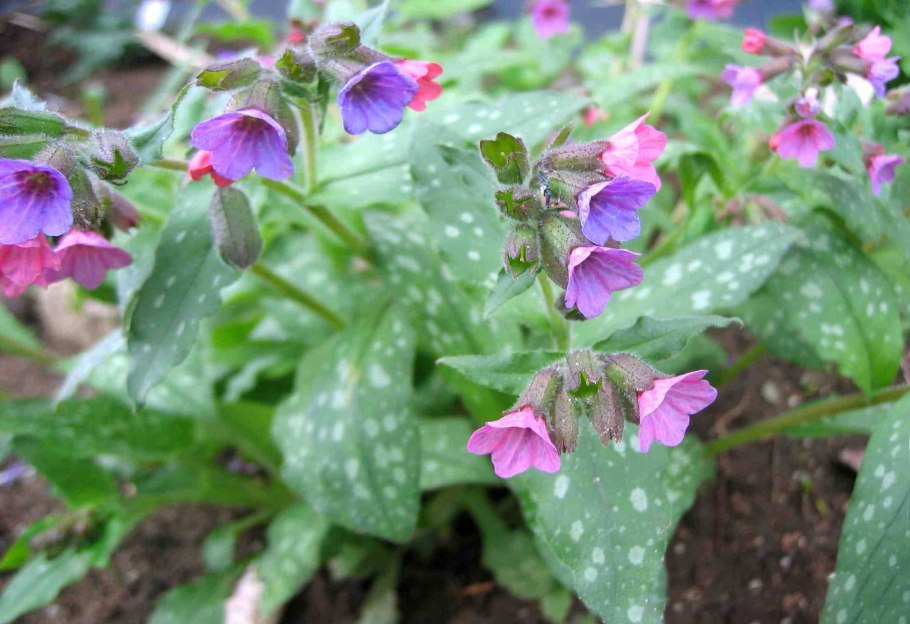 Сибирские цветы Медуница