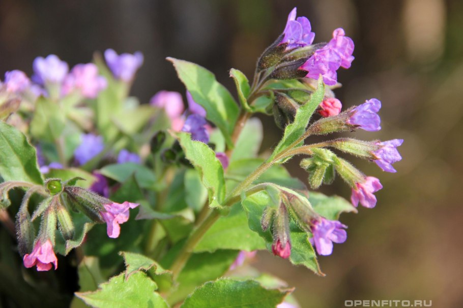 Медуница Полевая Степная