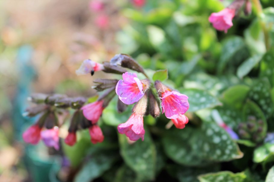 Медуница медоносное растение