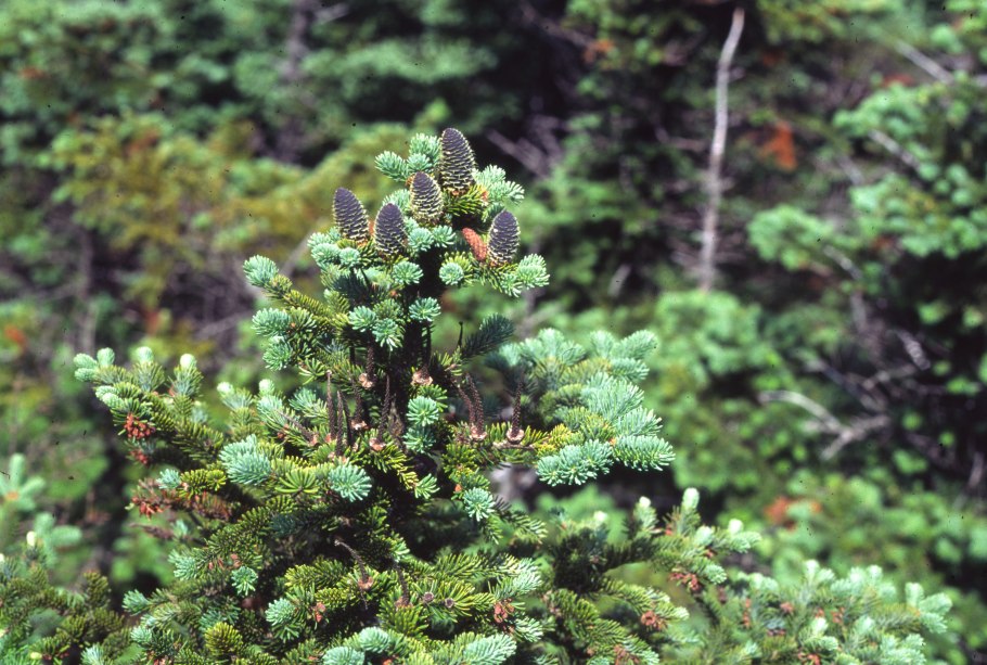 Флора Канады