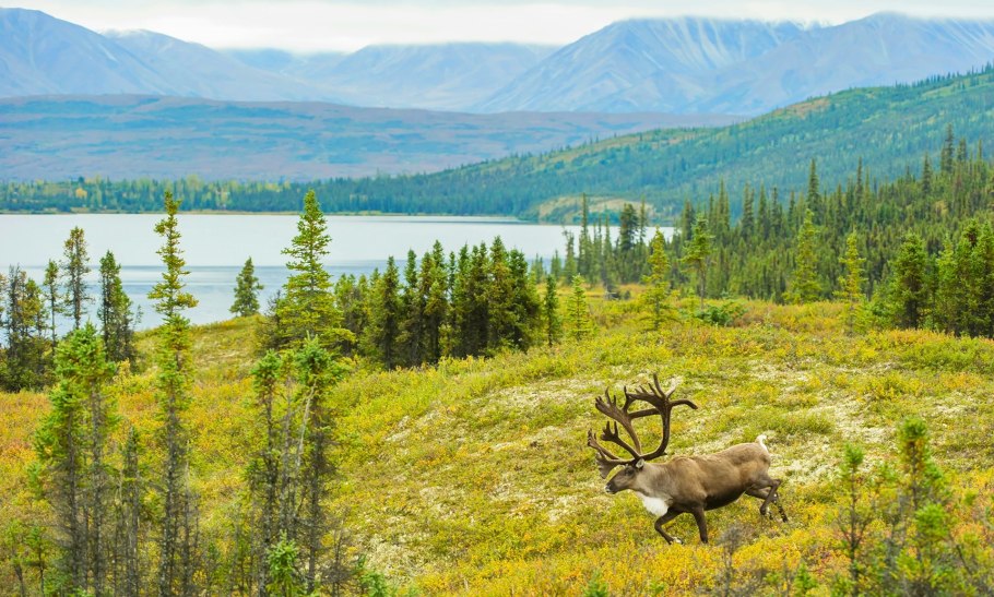 Тайга (хвойные леса)