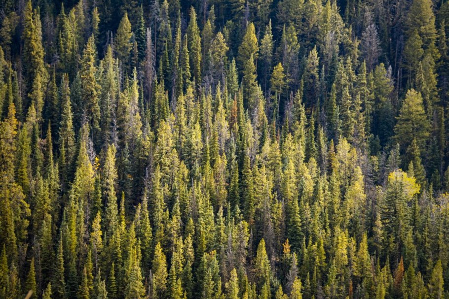 Темнохвойная Пихтовая Тайга Сибирь