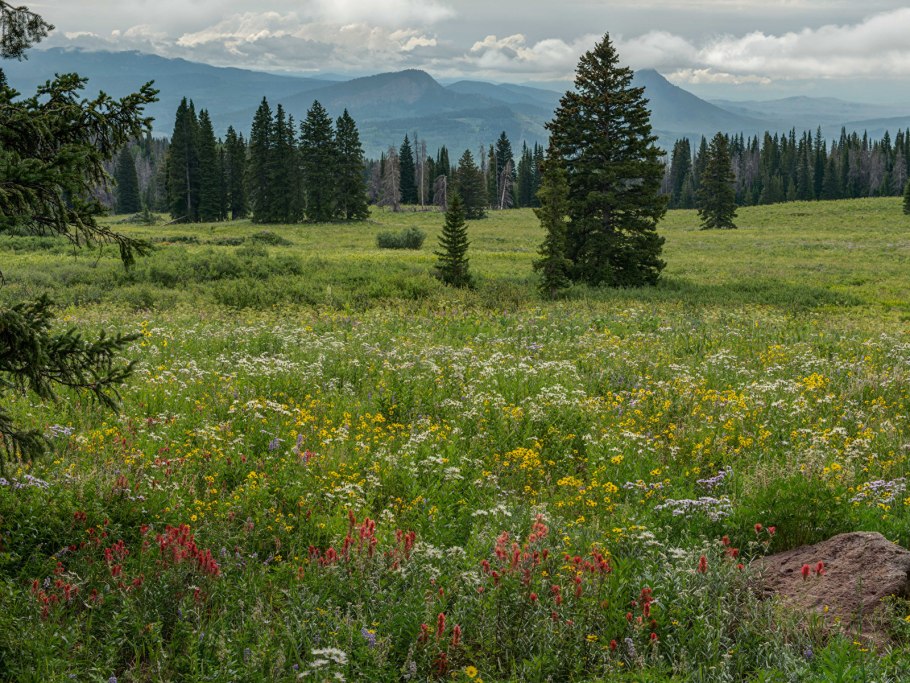 Лесное (озеро, Северная Америка)