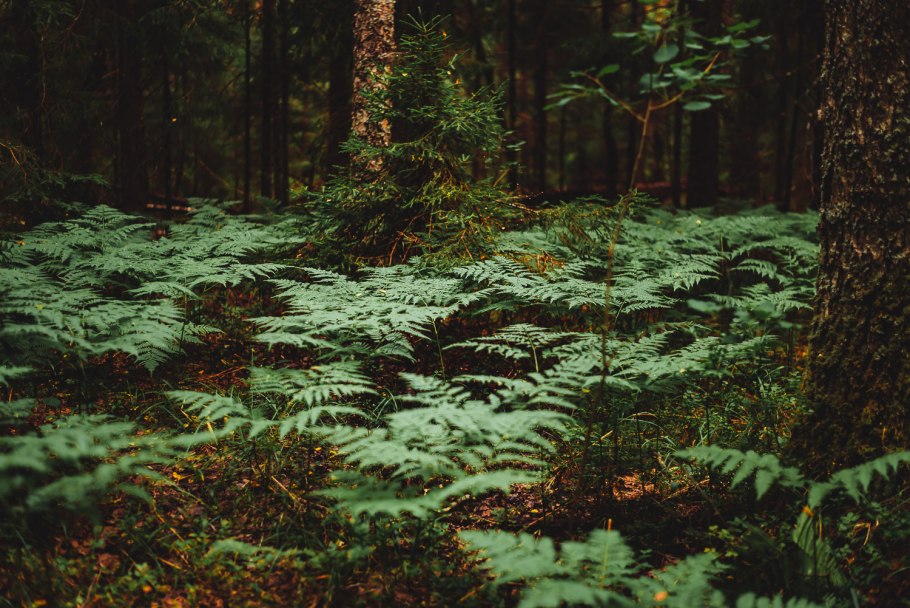 Уссурийская тайга папоротник