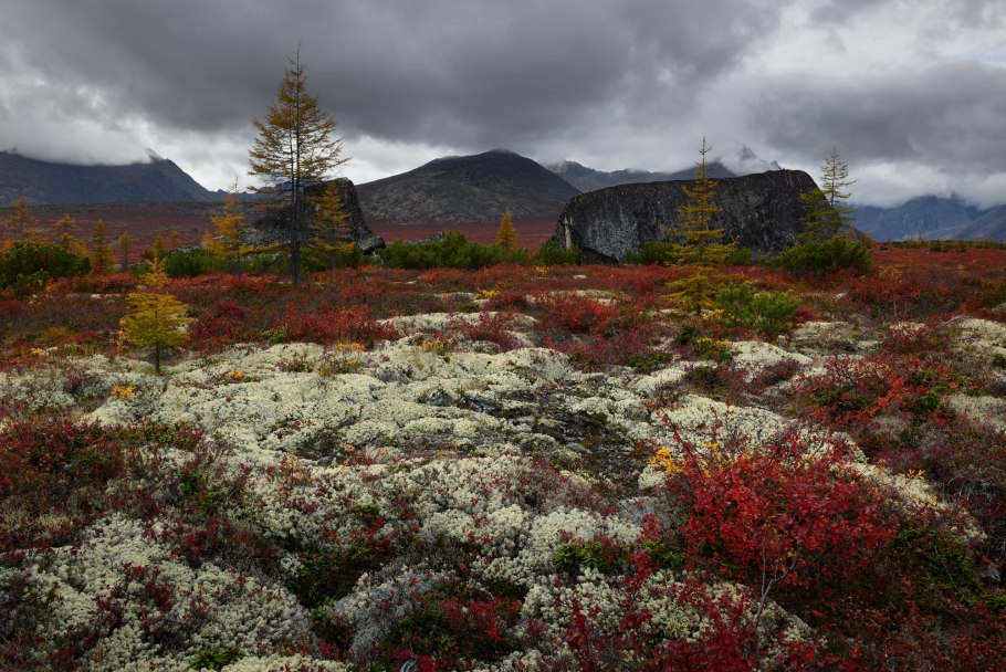 Хвойно широколиственные леса Южного Урала