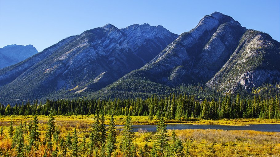 Бореальная растительность